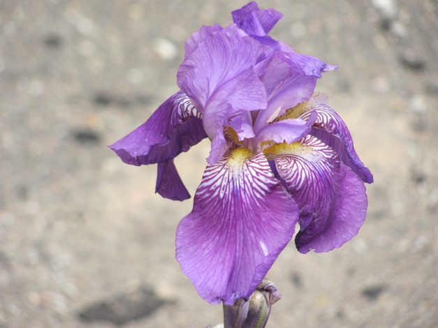 Обои картинки фото цветы, ирисы, сиреневый