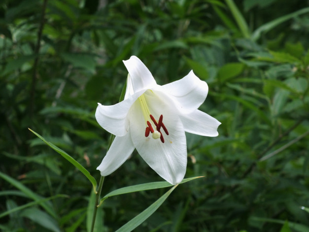 Обои картинки фото цветы, лилии, лилейники, лилия