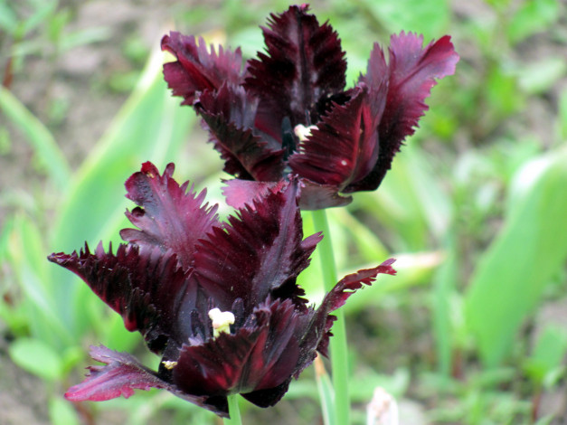 Обои картинки фото цветы, тюльпаны, махровые