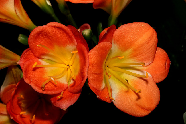 Обои картинки фото цветы, кливия, лепестки