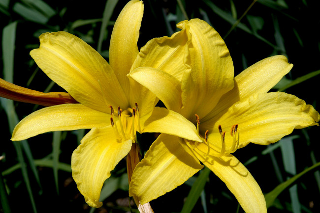 Обои картинки фото цветы, лилии, лилейники, желтые