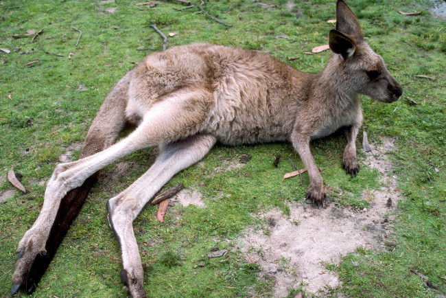 Обои картинки фото животные, кенгуру, отдых