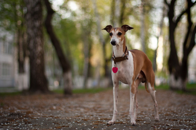 Обои картинки фото животные, собаки, ошейник