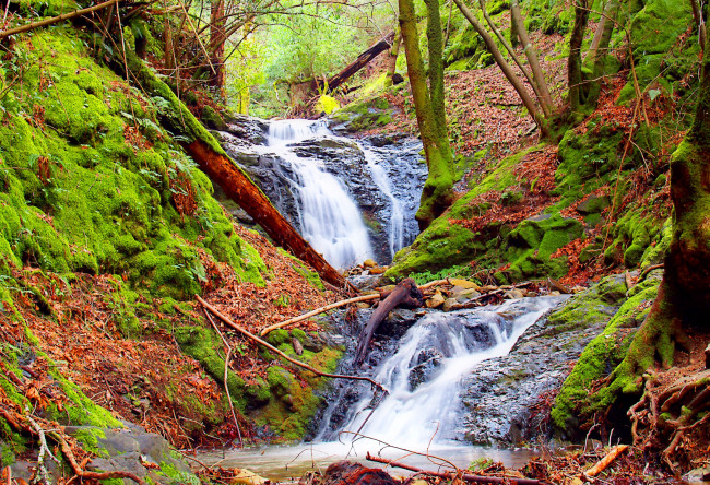 Обои картинки фото природа, реки, озера, деревья, вода, поток, мох