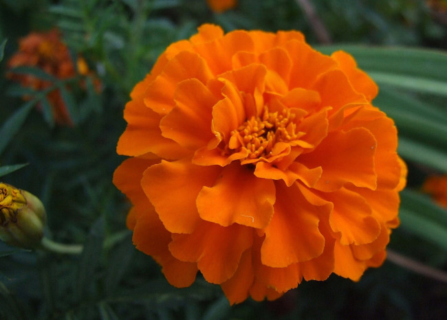 Обои картинки фото цветы, бархатцы, оранжевый