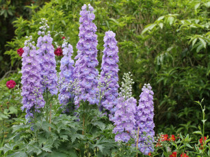 Картинка цветы дельфиниум