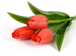 Картинка цветы тюльпаны