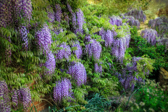 Картинка цветы глициния гроздья сиреневый вистерия