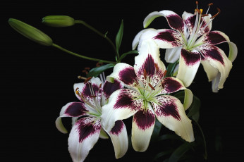 Картинка цветы лилии лилейники пестрый