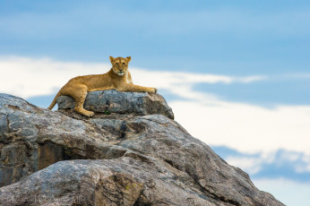 Картинка животные львы львица скала