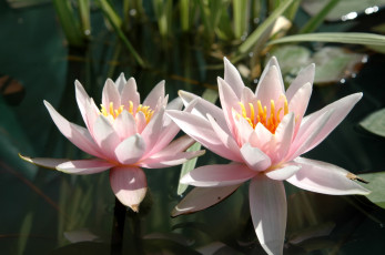 Картинка цветы лилии водяные нимфеи кувшинки розовый парочка