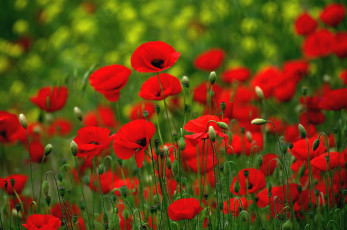 Картинка цветы маки много красный