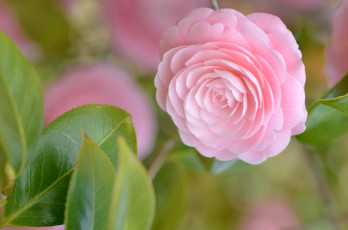 Картинка цветы камелии нежность