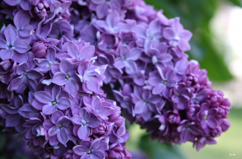 Картинка цветы сирень гроздья макро