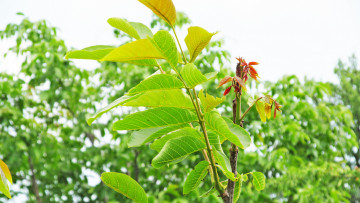 Картинка кусты природа листья дерево