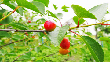 Картинка вышни природа макро