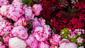 Картинка цветы разные вместе пионы гвоздики