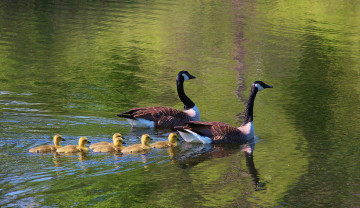 Картинка животные гуси семья родители детки