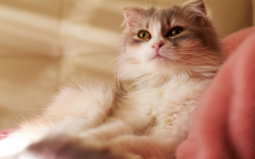 Картинка животные коты внимание взгляд глаза кошка