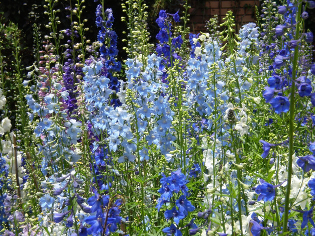 Обои картинки фото цветы, дельфиниум