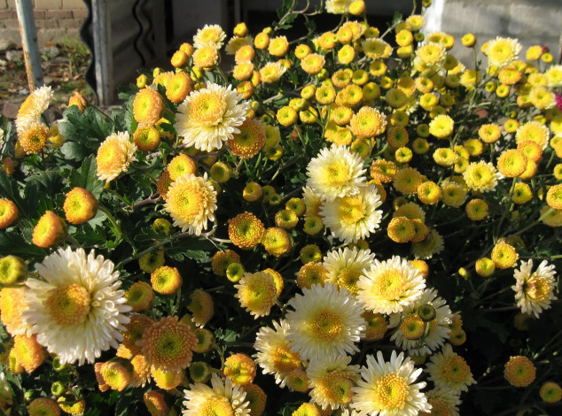 Обои картинки фото цветы, хризантемы