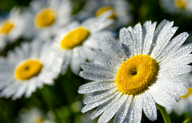 Обои картинки фото цветы, ромашки, лепестки, роса