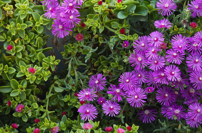 Обои картинки фото цветы, аизовые, лиловый