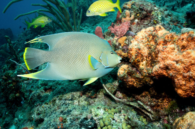 Обои картинки фото животные, рыбы, плавники, тропики