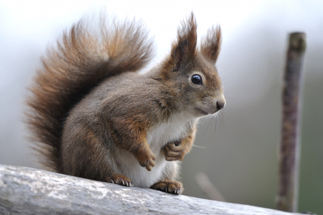 Обои картинки фото животные, белки, хвост, зверек