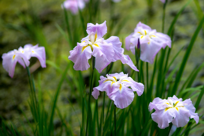 Обои картинки фото цветы, ирисы, сиреневый