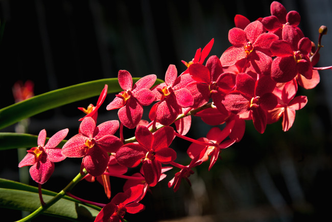 Обои картинки фото цветы, орхидеи, ветка, экзотика