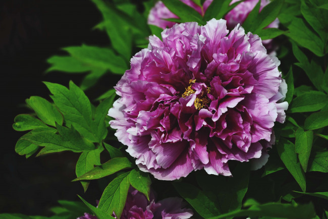 Обои картинки фото цветы, пионы, пестрый, пышный