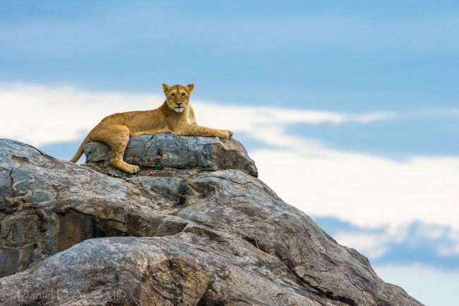 Обои картинки фото животные, львы, львица, скала