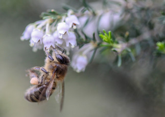 Картинка животные пчелы +осы +шмели пчела
