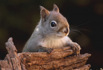 Картинка животные белки бельчонок