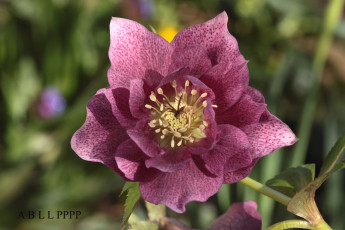 Картинка цветы геллеборус+ морозник макро