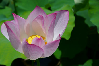 обоя цветы, лотосы, листья