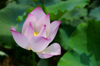 Картинка цветы лотосы листья