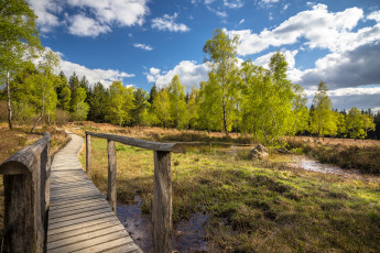 Картинка природа дороги лес тропинка мостик болотце