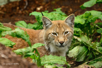 Картинка животные рыси кошка морда заросли отдых