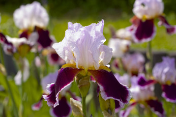 обоя цветы, ирисы, касатики