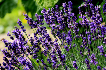 Картинка цветы лаванда фиолетовый