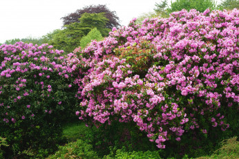 Картинка цветы рододендроны+ азалии кусты