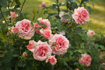 Картинка цветы розы куст