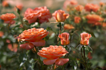 Картинка цветы розы оранж