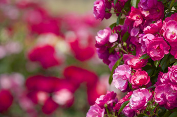 Картинка цветы розы розовый