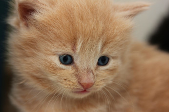 Картинка животные коты рыжик