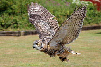 Картинка животные совы полет