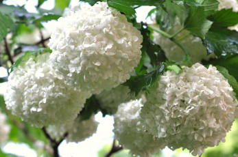 Картинка цветы гортензия шары