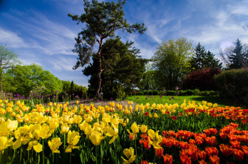 Картинка природа парк деревья цветы